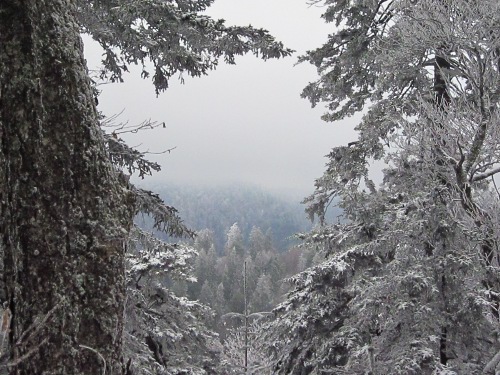 A view from the Charlies Bunion Trail.