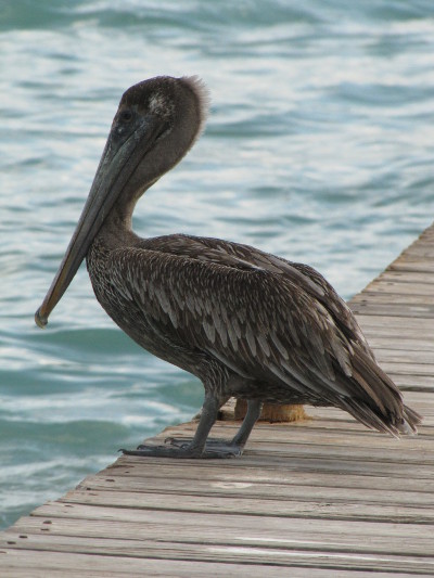 A pelican on the pier