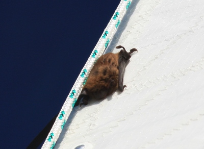 Bat on our mainsail