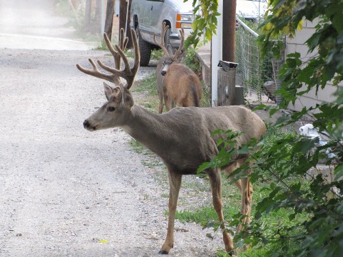 Deer in Ouray