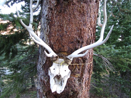 Elk Skull