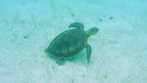 Sea turtle in the Tabago Cays
