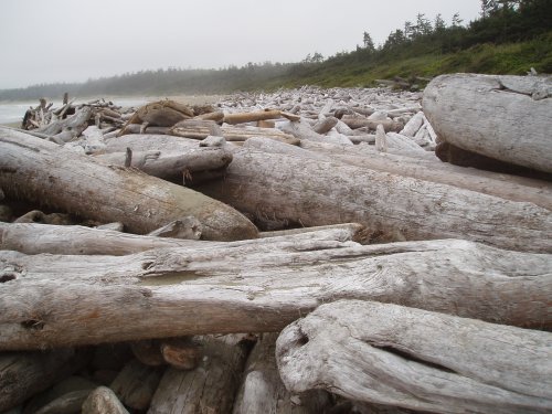 driftwood on the beach by Wickaninnish Interpretive Centre
