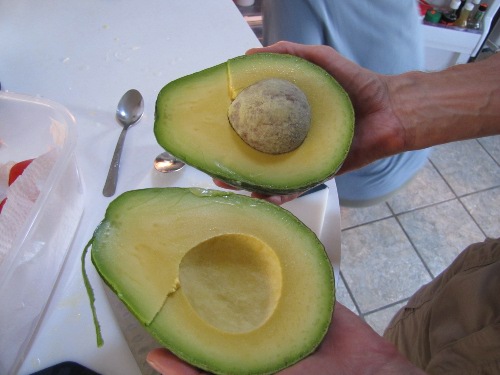 Giant avocado