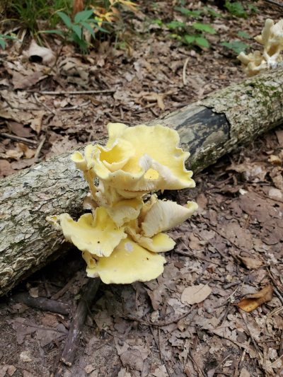 Golden Oyster mushroom