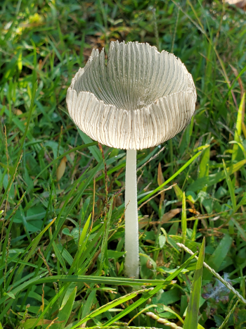 Pleated Inkcap
