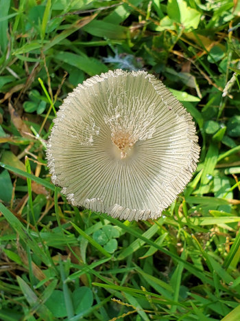 Pleated Inkcap